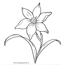 Disegni Da Colorare Categoria Fiori E Piante Immagine Narciso