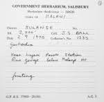 Image result for Habenaria debeerstiana