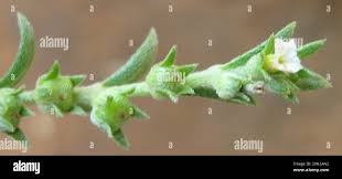 Image result for Euploca strigosa