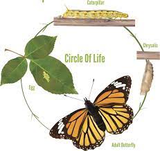 Caterpillar life cycle escape is a brand new exciting point n' click outdoor escape game from wow escape. An Awesome Explanation Of The Life Cycle Of A Caterpillar Animal Sake