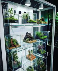 Terrarium Dreams On Instagram Nice Display From Epicaquatics Terrariumdreams Terrariumdreams Terrariu Balkon Tuin Kamerplanten Appartement Balkon Tuin