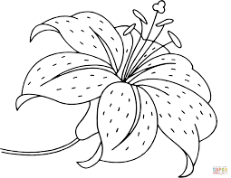 300 x 526 file type: Lily Flower Coloring Page Free Printable Coloring Pages Coloring Home