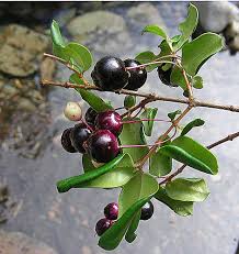 Image result for Tinnea apiculata