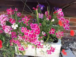 Butler Sink Flowers Belfast Sink Garden Belfast Sink Planter Garden Sink