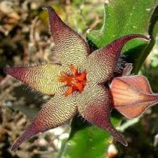 Image result for Sphedamnocarpus pruriens