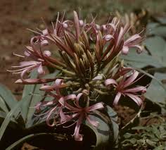 Image result for Ammocharis