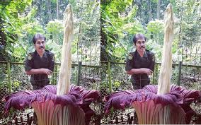 Nama lain bunga raflesia arnoldi adalah. Bunga Bangkai Mekar Di Tahura Ir H Djuanda Bandung Bagian 1
