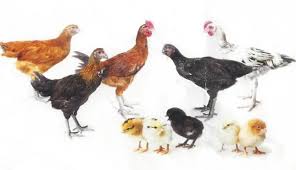 Gurihnya Ayam Ulu
