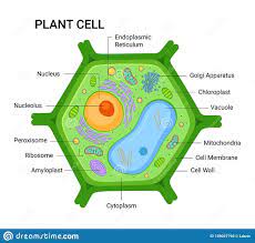 Vector Illustration Of The Plant Cell Anatomy Structure Vector Infographic Stock Vector Illustration Of Edu Plant Cell Plant Cell Diagram Plant Cell Drawing