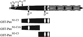 Image result for Clutia paxii