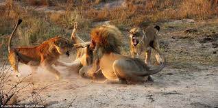 Saved By The Girls Bloodied Juvenile Lion Suffers Two Hour Savaging From Older Male That Only Ends When Two Females Protect Him Daily Mail Online Buy original art worry free with our 7 day money back guarantee. daily mail