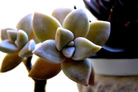 Maybe you would like to learn more about one of these? Why Is My Succulent Turning Yellow Succulents Grower