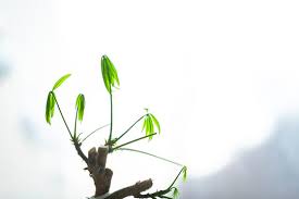 Image result for pachira obrázek