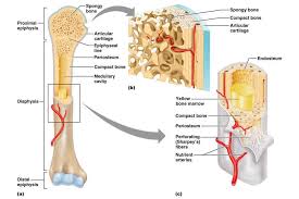 Whereas a long bone has only one layer of compact bone (see fig 1). Teaching Science Sciviz Bone Cross Section By Alexey Kashpersky