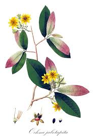 Image result for Ochnaceae