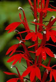 Cardinal Flower Lobelia Cardinal Flower Flowers Perennials Love Flowers
