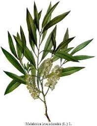 Tea Tree Oil Herb Uses Side Effects And Health Benefits Tea Tree Oil Uses Tea Tree Oil Tea Tree Essential Oil