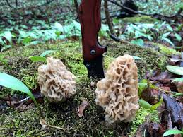 2023 Morel mushroom foraging: Your guide to hunting in Indiana