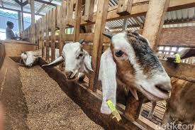 RRI.co.id - Perbedaan Kambing dan Domba