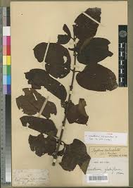 Image result for Psydrax subcordata