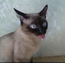 Her tongue sticks out and maybe she has do you have a cat that sticks its with tongue out? Create Meme Kote Funny Cat Broken Cat Cat With Tongue Hanging Out Pictures Meme Arsenal Com