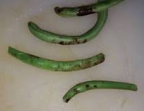 Can you eat beans with rust fungus?