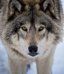 The gray, or timber, wolf (canis lupus) is the better known. The Fight To Bring The Gray Wolf Back To Colorado Westword