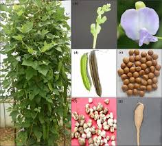 Image result for Psophocarpus scandens