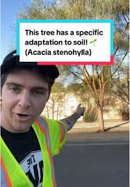 Shoestring Acacia: Resilient Tree Adaptations Explained