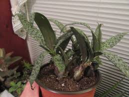 Image result for Ledebouria Unidentified sp. no3.