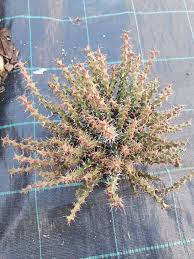 Image result for Euphorbia schinzii