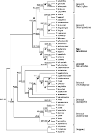 Image result for Ficus oreodryadum