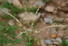 Image result for Alloteropsis semialata