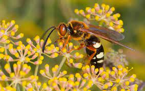 The scientific name is sphecius speciosus. Learn More About Paper Wasps Yellow Jackets In North Tx