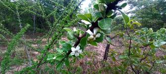 Image result for Catunaregam