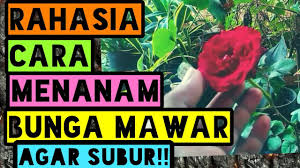 Ada juga yang mempunyai dua warna pada. Rahasia Cara Menanam Mawar Agar Subur Rajin Berbunga Youtube
