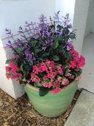 Front Door Flower Pot With A Plectranthus Mona Lavender In The Middle Surrounded By Pink Kalanchoe Flower Pots Flowers Plants