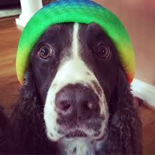 English Springer Spaniel Pardini Sporting His Rainbow Ball Hat Spaniel Breeds Springer Spaniel Puppies Springer Spaniel
