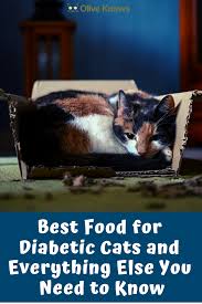 Managing diabetes in cats is not as difficult or scary as it may seem. Best Food For Diabetic Cats And Everything Else You Need To Know Oliveknows In 2020 Diabetes Cat Cats Diabetes