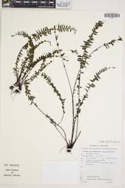 Image result for Asplenium theciferum