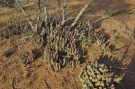 Image result for Duvalia polita