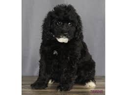 Gladis is the cutest mini aussiepoo puppy! Mini Aussiedoodle Dog Female Black 2396702 Petland Lewis Center