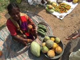 Image result for Telfairia pedata