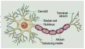 Interneuron ini merupakan sel saraf penyusun sistem saraf pusat, fungsinya untuk meneruskan impuls saraf dari neuron sensori ke neuron motor. Bagian Dan Susunan Sel Saraf Pada Sistem Saraf Koordinasi Manusia Beserta Gambarnya Materiedukasi Com