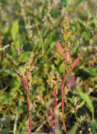 Image result for Pupalia micrantha