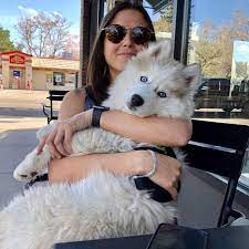 8 weeks old with health guarantee. Natasha S Husky Puppies Agouti Husky For Sale Agouti Husky For Sale Near Me Agouti Siberian Husky For Sale Akita X Husky For Sale Facebook