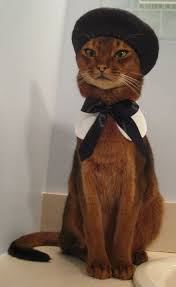 Pin Em Cats