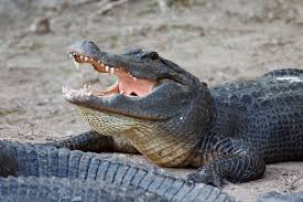 The market for alligator meat is growing, and about 300,000 pounds (140,000 kg) of meat are produced annually. The Body Of The 2 Year Old Boy Dragged Underwater By An Alligator Has Been Found