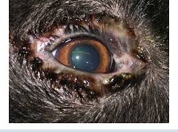 Image result for Blepharis sol