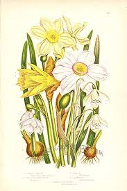Common Daffodil The Poet S Narcissus Pale Narcissu And Snowdrop Antique Botanical Print Botanical Prints Daffodils